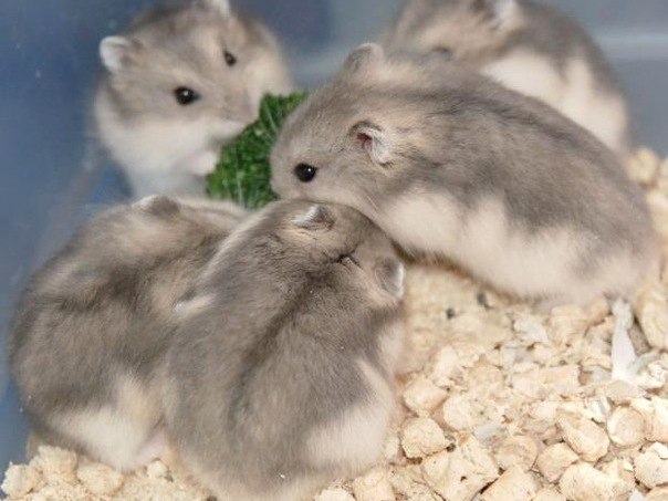 Породы хомяков | ЗооТом - продажа, вязка и услуги для животных в Вязниках