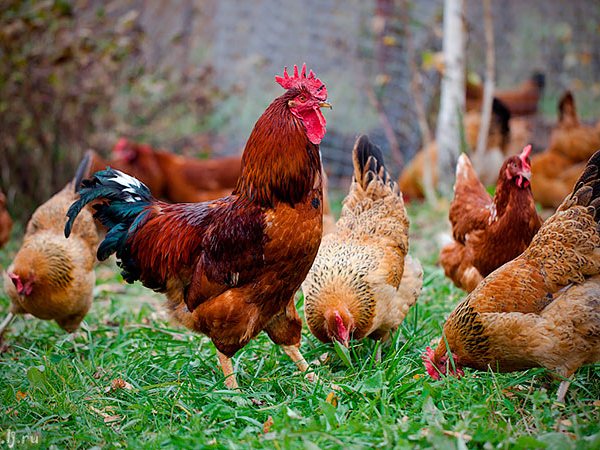 Породы куриц | ЗооТом - продажа, вязка и услуги для животных в Вязниках