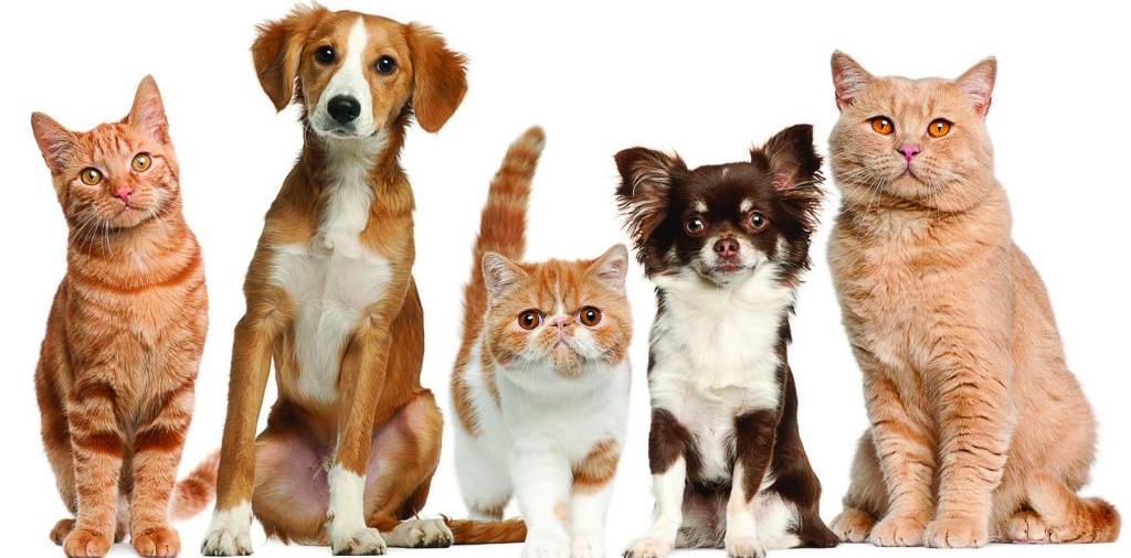 Доска объявлений о животных | ЗооТом - продажа, вязка и услуги для животных в Вязниках