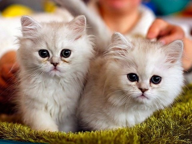 Породы кошек в Вязниках | ЗооТом портал о животных