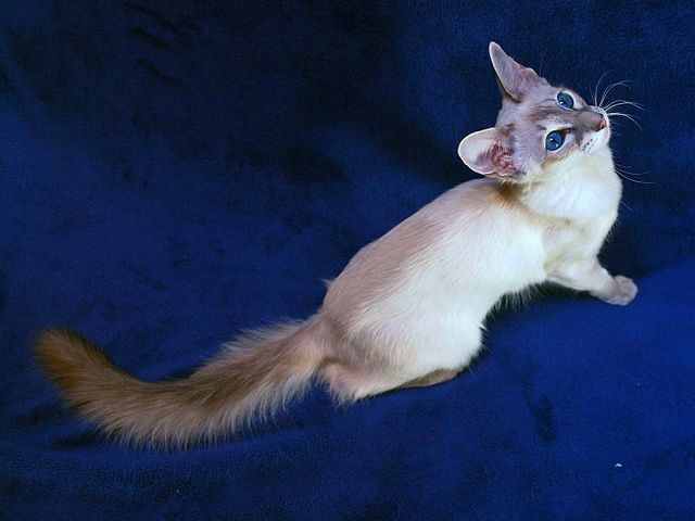 Выведенные породы кошек в Вязниках | ЗооТом портал о животных