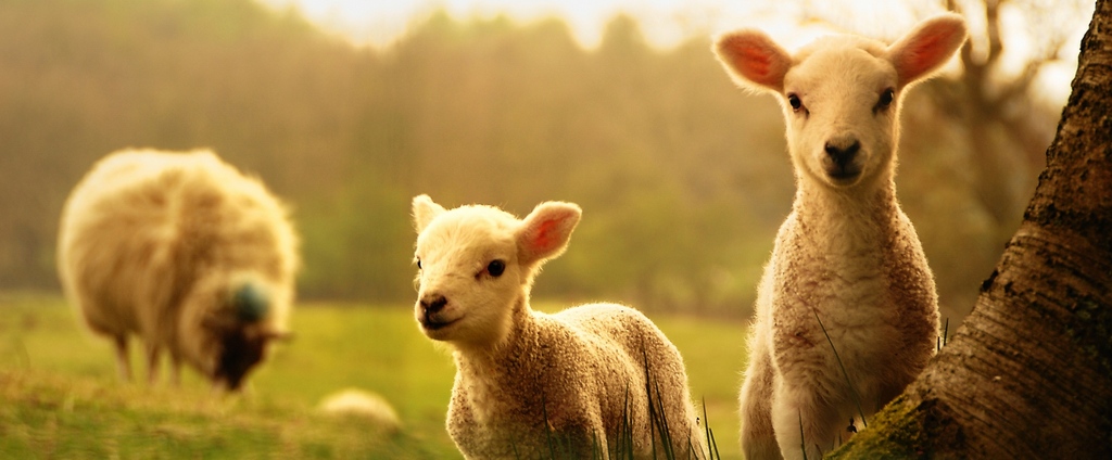 Объявления о сельскохозяйственных животных | ЗооТом - продажа, вязка и услуги для животных в Вязниках