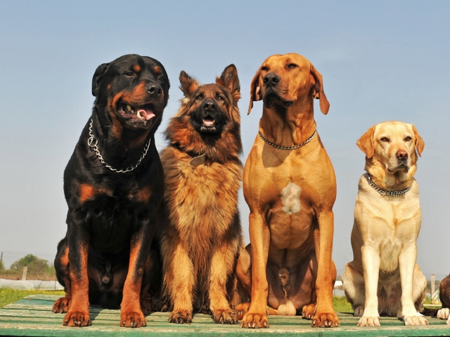 Крупные породы собак в Вязниках | ЗооТом портал о животных