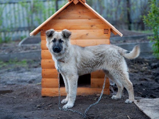 Все о собаках в Вязниках Все о собаках в Вязниках